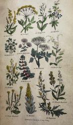 Dr. Parkins - The English Physician - 1809