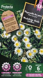Protecta Bloemen zaden: Madeliefje Weide | Bellis perennis, Ophalen of Verzenden
