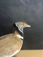 Kleine tureluur Taxidermie volledige montage - Tetrax tetrax, Nieuw