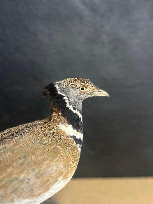 Kleine tureluur Taxidermie volledige montage - Tetrax tetrax, Verzamelen, Dierenverzamelingen