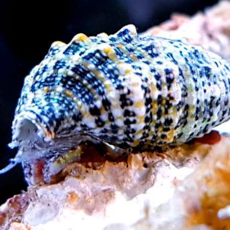 Cerithium Caeruleum - Zwarte Zandslak, Dieren en Toebehoren, Vissen | Aquaria en Toebehoren, Ophalen of Verzenden