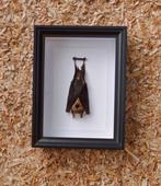 Painted Vesper Bat - framed Taxidermie volledige montage -, Antiek en Kunst, Curiosa en Brocante