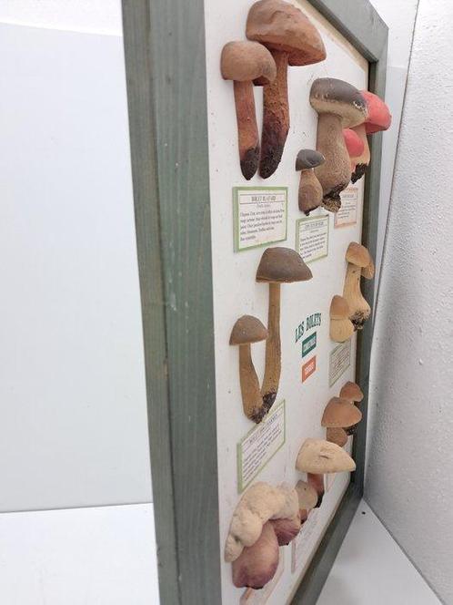 Beautiful collage of mushrooms for teaching material. -, Antiek en Kunst, Antiek | Wandborden en Tegels
