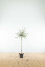 Pyrus salicifolia Pendula halfstam 120cm stam