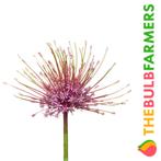 The Bulb Farmers - 18 x Allium Schubertii - Lila met roze, Tuin en Terras, Bloembollen en Zaden, Verzenden, Najaar, Volle zon
