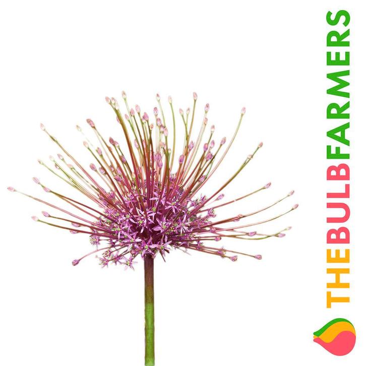 The Bulb Farmers - 18 x Allium Schubertii - Lila met roze, Tuin en Terras, Bloembollen en Zaden, Bloembol, Najaar, Volle zon, Verzenden