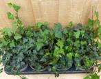 Hedera Klimop 8 potjes in tray kleur groen - Warentuin Natuu, Tuin en Terras, Planten | Tuinplanten, Verzenden
