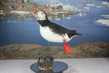 Atlantische papegaaiduiker - Taxidermie volledige montage - beschikbaar voor biedingen