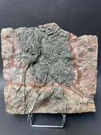 prachtige Silurische Camerat Fissiler Crinoid - Fossiele