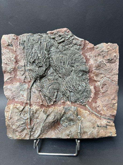 prachtige Silurische Camerat Fissiler Crinoid - Fossiele, Verzamelen, Mineralen en Fossielen