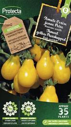 Protecta Groente zaden: Tomaat yellow Pearshapped, Tuin en Terras, Bloembollen en Zaden, Ophalen of Verzenden