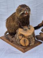 Rat - Bever en Slang Taxidermie volledige montage -, Verzamelen, Dierenverzamelingen, Nieuw