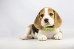 Beagle pups - Belgische Beagle fokker, Dieren en Toebehoren, Parvo, België, Beagle, 8 tot 15 weken