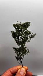 Ultra Realistische modelbouw bomen H0, N, TT - eigen, Nieuw