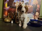 Prachtige Bonte Irish Doodle Pups, net even anders!!, Dieren en Toebehoren, Meerdere, Teef, 8 tot 15 weken, Fokker | Professioneel