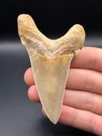 Haai - Fossiele tand - otodus sokolovi - 9.2 cm - 6.9 cm