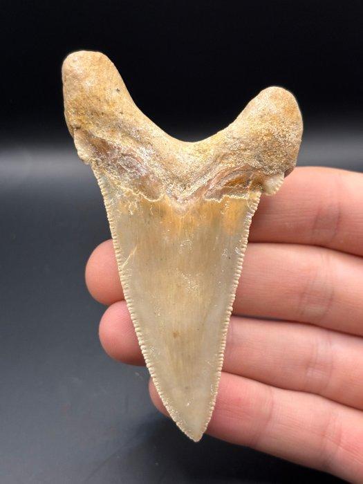 Haai - Fossiele tand - otodus sokolovi - 9.2 cm - 6.9 cm, Verzamelen, Mineralen en Fossielen