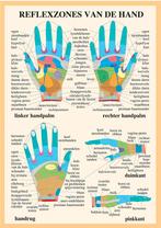 Anatomie poster handreflexologie (Nederlands, gelamineer..., Nieuw
