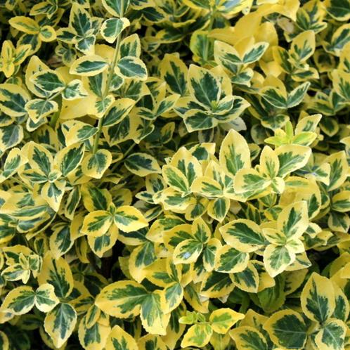 Euonymus fort. Emerald n Gold - 10-20 cm, Tuin en Terras, Planten | Tuinplanten, Ophalen of Verzenden
