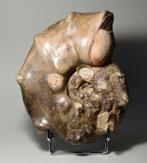 Stekelige ammoniet - Gefossiliseerde schelp - Mammites, Verzamelen