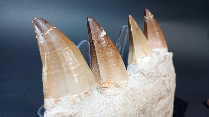 Mosasaurus - Gefossiliseerde kaak - Thalassotitan Atrox - 13, Verzamelen, Mineralen en Fossielen