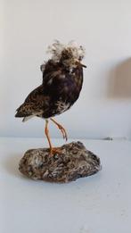 Vechtende vogel in jurk Taxidermie volledige montage -, Verzamelen, Dierenverzamelingen, Nieuw