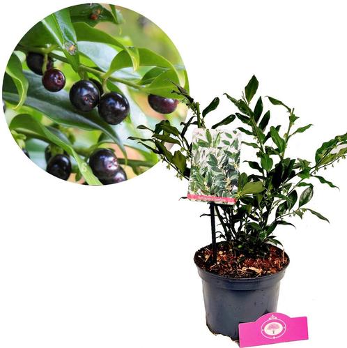 Sarcococca confusa + Pot 17cm, Tuin en Terras, Planten | Tuinplanten, Verzenden
