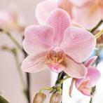 Kolibri Orchids I COMBI DEAL van 2 oud roze Phalaenopsis orc, Verzenden, Nieuw
