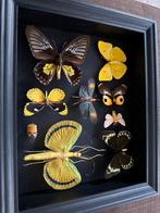 Vlinder Taxidermie volledige montage - Magnifique cadre, Nieuw