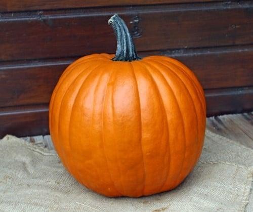 The Boss F1 PMT Halloween Pompoen 50 zaden, Hobby en Vrije tijd, Knutselen, Nieuw, Ophalen of Verzenden