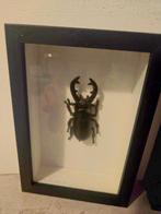 Neushoornkever Taxidermie volledige montage - Oryctes, Verzamelen, Nieuw