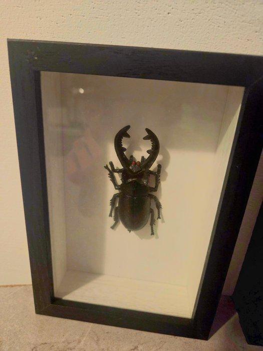 Neushoornkever Taxidermie volledige montage - Oryctes, Verzamelen, Dierenverzamelingen