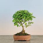 Liguster bonsai (Ligustrum) - Hoogte (boom): 22 cm - Diepte, Antiek en Kunst