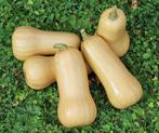 Butternut Nutterbutter Butternut flespompoen, Ophalen of Verzenden, Nieuw
