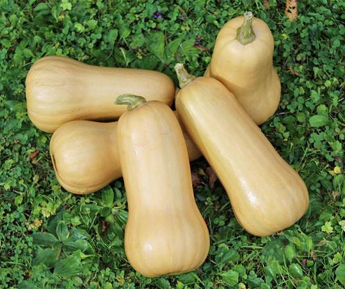 Butternut Nutterbutter Butternut flespompoen, Hobby en Vrije tijd, Knutselen, Nieuw, Ophalen of Verzenden