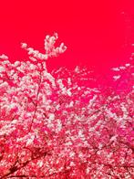 Viet Ha Tran - The colors of spring X