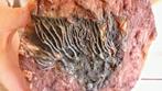 Zeelelie - Fossiele plaatmatrix - Crinoid - 22 cm - 14 cm, Nieuw
