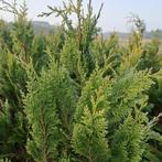 Veldopruiming coniferen 150–200 cm – zelf rooien – €3,- p/s, Tuin en Terras, Planten | Struiken en Hagen, Ophalen, Conifeer, Haag