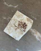 Vis - Fossiele plaatmatrix - Aipichthys (Zonder, Verzamelen, Mineralen en Fossielen