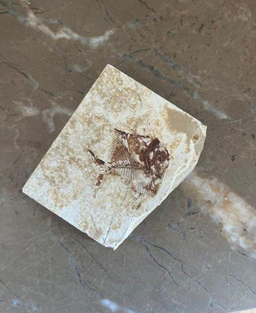 Vis - Fossiele plaatmatrix - Aipichthys (Zonder, Verzamelen, Mineralen en Fossielen