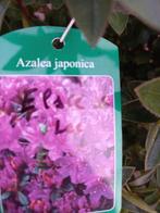 Azalea Japonica Elsie Lee, Tuin en Terras, Planten | Bomen, Ophalen