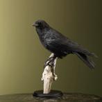Kraai Taxidermie Opgezette Dieren By Max, Ophalen of Verzenden, Nieuw, Vogel, Opgezet dier