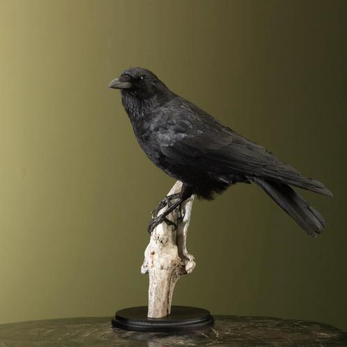 Kraai Taxidermie Opgezette Dieren By Max, Verzamelen, Dierenverzamelingen, Opgezet dier, Nieuw, Vogel, Ophalen of Verzenden