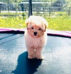 Prachtige, gezonde POMAPOO mogen verhuizen, Dieren en Toebehoren, Honden | Chihuahua's en Gezelschapshonden, Parvo, Overige rassen
