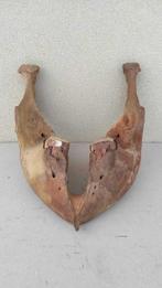 Wolharige mammoet - Fossiel fragment - Mammuthus primigenius