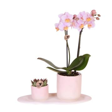 Kolibri Company | Plantenset Valentijn Gradience Pink | Ro beschikbaar voor biedingen