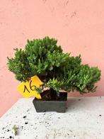 Jeneverbes bonsai (Juniperus) - Hoogte (boom): 22 cm -, Antiek en Kunst