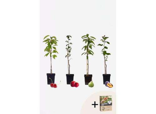 4 Winterharde fruitbomen: Kers, Pruim, Appel en Peer, Huis en Inrichting, Kamerplanten, Verzenden
