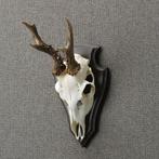 Reebok Schedel Taxidermie Opgezette Dieren By Max, Verzamelen, Ophalen of Verzenden, Nieuw, Wild dier, Opgezet dier