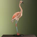 Chileense Flamingo Taxidermie Opgezette Dieren By Max, Ophalen of Verzenden, Nieuw, Vogel, Opgezet dier